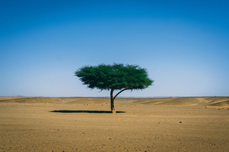ショートショート　砂漠の樹はなぜ枯れないのか